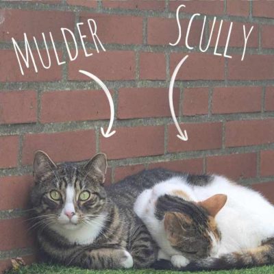 Mulder und Scully