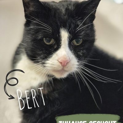 Bert