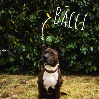 Bacci