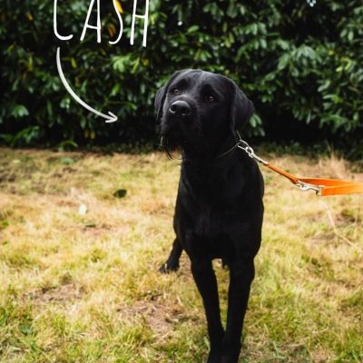 Cash
