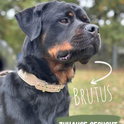 Brutus