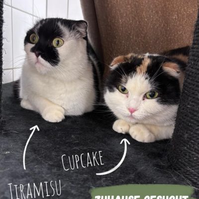 Tiramizu und Cupcake