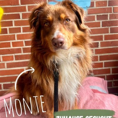 Monte