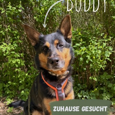 Buddy