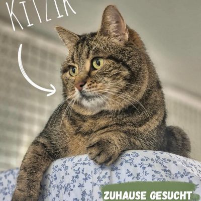 Katze zur Vermittlung im Tierheim Tierzentrum Neu Wulmstorf