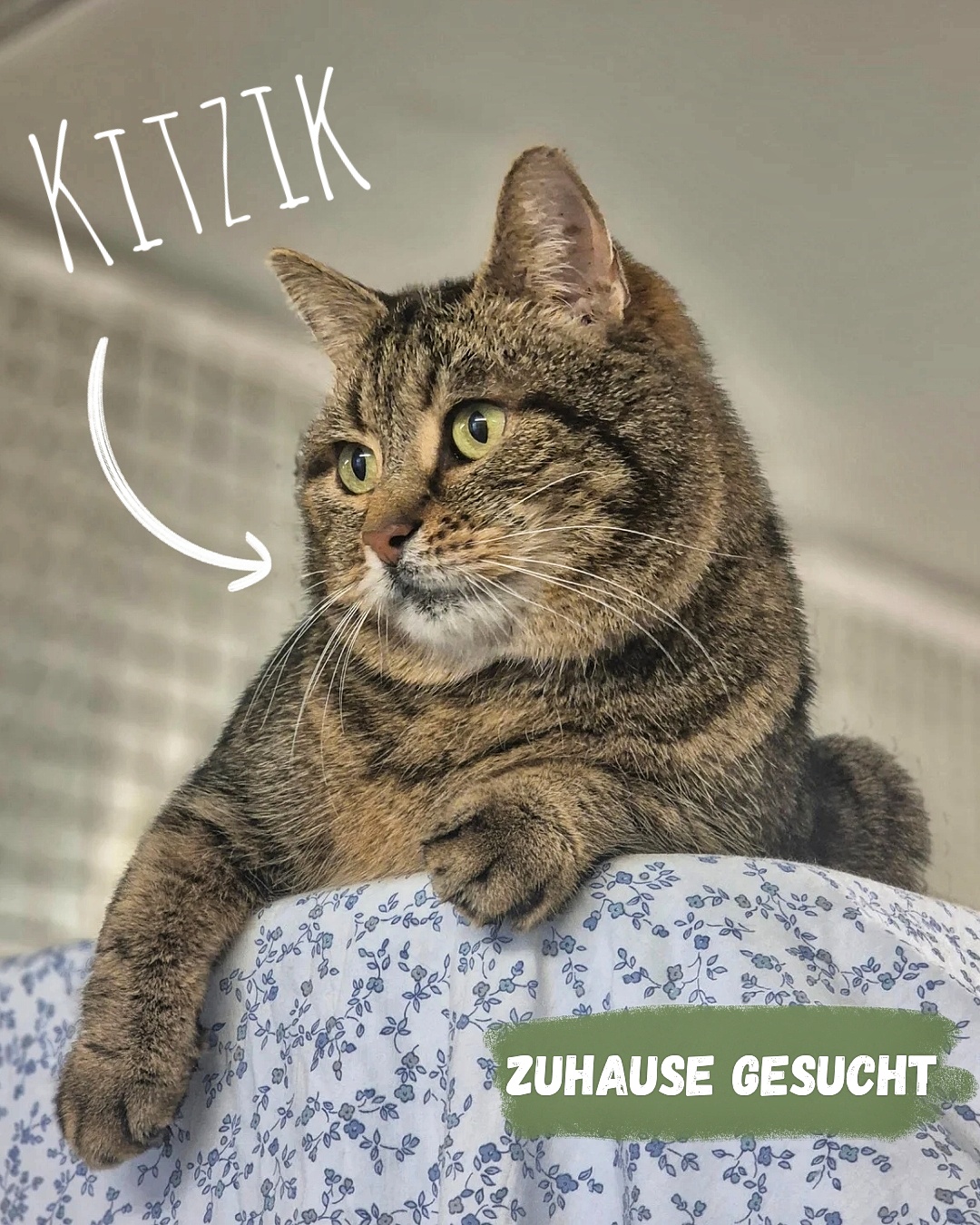 Katze zur Vermittlung im Tierheim Tierzentrum Neu Wulmstorf