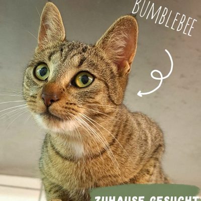 Katze zur Vermittlung im Tierzentrum Neu Wulmstorf