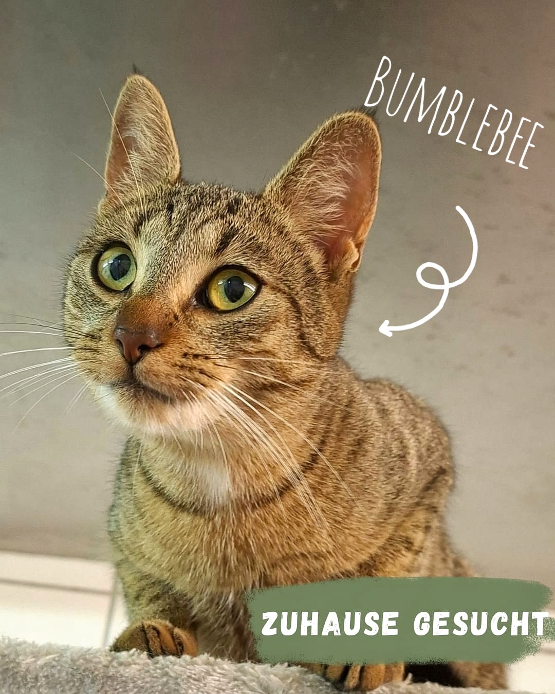 Katze zur Vermittlung im Tierzentrum Neu Wulmstorf