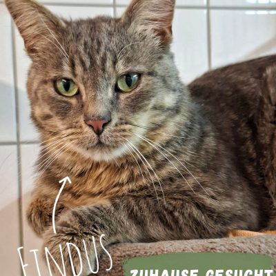 Katze zur Vermittlung im Tierheim Tierzentrum Neu Wulmstorf